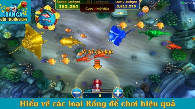 Hiểu về các loại Rồng để chơi hiệu quả