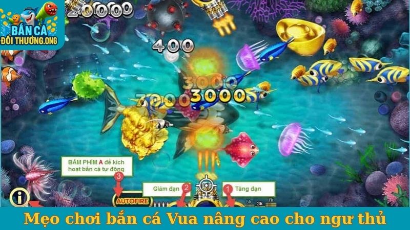 Mẹo chơi bắn cá Vua nâng cao cho ngư thủ