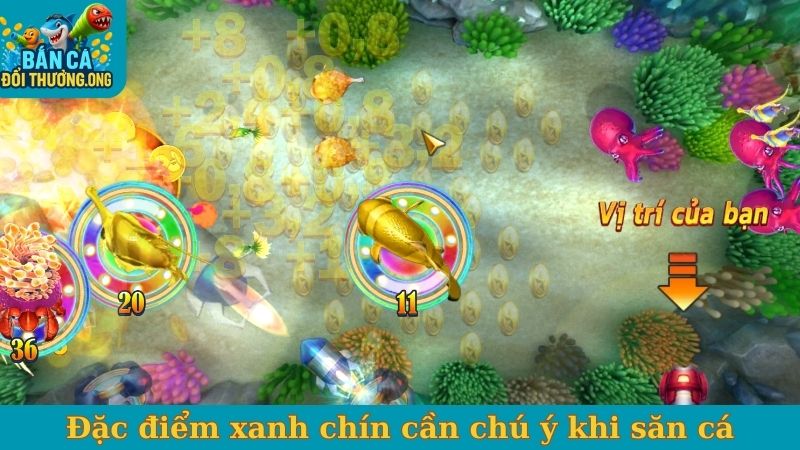 Đặc điểm xanh chín cần chú ý khi săn cá